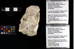 Foto (Objket + Etiketten) von Bullariscus patruliusi (Robins, Feldmann & Schweitzer, 2013) 